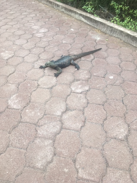 The Iguana